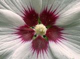 07-13 Rose of Sharon i9050