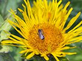 06-27 Native bee i1323