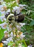 07-26 Bumble bee i9438cr