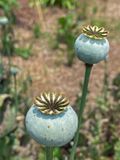 06-27 Poppies i1324