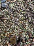 07-28 Frass from white pine sawfly i9538