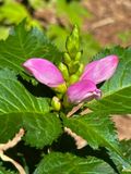 08-14 Pink turtlehead i9819
