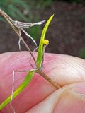 08-15 Newly laid egg of Gulf fritillary butterfly i9824