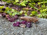 08-20 Grasshopper TBD i0075
