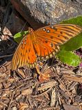 08-21 - Gulf fritillary - i0117