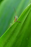 Malaysian Borneo grasshopper - 08-26 5199