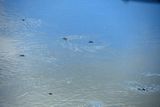 Water striders - India-2-1407