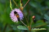 08-30 Apis dorsata on sensitive plant 7920