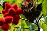 Rambutan fruit - India-2-1415