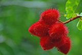 Rambutan fruit - India-2-1416