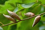 06-28 Fusiform Oak Apple Galls - Result of cynipid wasp Amphibolips acuminata 5440cr
