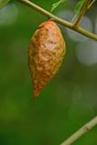 06-28 Fusiform Oak Apple Gall - Result of cynipid wasp Amphibolips acuminata 5451