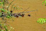 08-24 Believe these to be smooth-coated otters in a pond 3534hcr