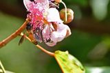 Giant bee on rambutan India-2-1428