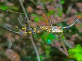 08-23 Joro spider i2443