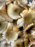 09-19 Mushrooms at base of white oak i2332
