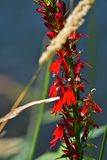 07-24 Cardinal flower 3446