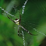 Probably the Giant cross spider - India-2-1453