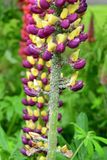 06-11 Lupine and aphids 4877hcr