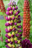 06-11 Lupine and one of the white-tailed bumble bees 4884