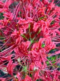09-25 Red spider/naked lady lily i2506