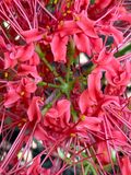 09-25 Red spider/naked lady lily i2508