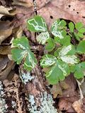 06-28 Columbine leaf mining i1365