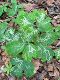 06-28 Columbine leaf mining i1375