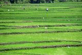 Rice paddies - India-2-1501