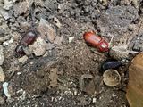 10-05 Passalid beetles in three stages of tanning and hardening of the exoskeleton i2620