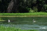 Pelicans - India-2-1520hcr