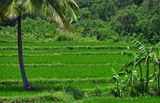 Rice paddies - India-2-1526