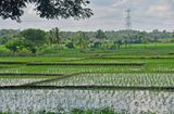 Rice paddies - India-2-1535
