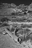 Utah19-2-0765bw
