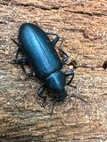 10-13 i2776 Tenebrionid