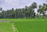 Rice paddies - India-2-1536