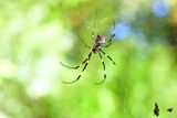 10-22 Joro spider 9656