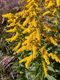 10-23 Goldenrod i3004