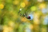 10-23 Joro spider 9742