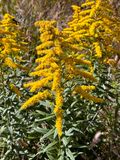 10-23 Goldenrod i2929