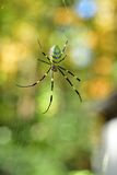 10-24 Joro spider 9766
