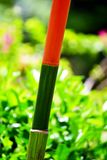 08-24 Red bamboo 3550
