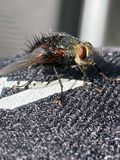 06-28 Tachinid fly i1423