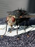 06-28 < VLF - Very Large Fly > i1426