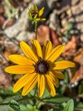 2023 11 28 Late bloomer i3430