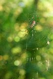 10-24 Joro Spider 9794cr