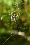 10-24 The spider and the fly 9829