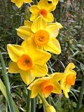 2024 01 16 - Early daffodils - i3805