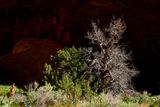 Utah19-2-0798