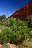 Morman tea - Utah19-2-0825